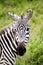 A portrait of a zebra in Nakuru National Park in Kenya