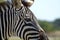 Portrait of a zebra in profile