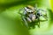 Portrait of a zebra spider