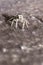 Portrait of a zebra spider