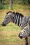 Portrait of zebras grazing in the wild at Ol Pejeta Conservancy in Nanyuki, Kenya