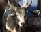 Portrait of zebu cow in India