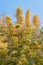 Portrait Zoom Bamboo Tree on Blue Sky Background