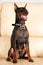 Portrait of the Zwergpinscher