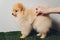 Portraite of cute fluffy puppy of pomeranian spitz. Little smiling dog on white background.