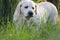 Portraite of cute old labrador retriever dog eating grass outdoor. Dog in summer garden with grass