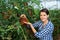 Portraite of positive woman harvests ripe red cherry tomatoes