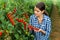 Portraite of positive woman harvests ripe red cherry tomatoes