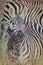 Portraits of African zebras. Tsavo National Park, Kenya