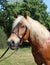 Portraits of animals - beautiful head of a Haflinger horse at a farm