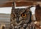 Portraits of animals - cute Spotted Eagle Owl