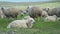 Portraits of animals ready for shearing, on the plantation. Family business for making wool.