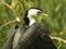 Portraits of animals - small cormorant species