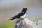 Portraits barn swallow Hirundo rustica