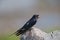 Portraits barn swallow Hirundo rustica