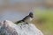 Portraits barn swallow Hirundo rustica