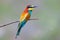 Portraits of bright and saturated color of European bee-eaters