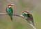 Portraits of bright and saturated color of European bee-eaters