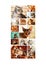 Portraits of cats, collage, vertical.