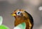 Portraits of Chinese Huamei bird, Garrulax canorus