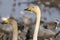 Portraits, close-up, of two young whooper swans