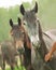 Portraits of couple young mares