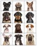 Portraits of dog puppies on a white background