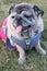 Portraits of happy smiling Pug dogs in the garden