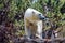 Portraits of Massive King Polar Bear