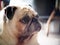 Portraits photo of a lovely white fat cute pug dog playing outdoor making lonesome face under natural sunlight  shallow de