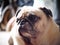 Portraits photo of a lovely white fat cute pug dog playing outdoor making lonesome face under natural sunlight  shallow de