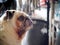 Portraits photo of a lovely white fat cute pug dog playing outdoor making lonesome face under natural sunlight  shallow de