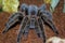 Portraits of rose hair tarantula, Chilean rose tarantula, Grammostola rosea