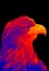 Portraits of sea eagle thermal image