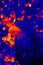 Portraits of sea eagle thermal image