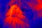 Portraits of sea eagle thermal image