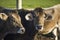 Portraits twins brown cows