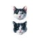 Portraits of two bicolor black and white cats. Cat duet. Watercolor painting isolated on white background