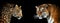 Portraits of two big wild cats on a black background