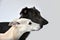 Portraits of a whippet and a silken windsprite whippet side by side