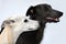 Portraits of a whippet and a silken windsprite whippet side by side