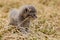 portraitt of grey kitten on grass close up