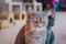 A portraiture of a cat in the room with soft light and soft focus. The main focus is on the eyes while the white balance is intend