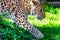 Portraiture of a chinese Leopard walking through bushes