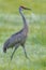 Portraiture of crane in field.