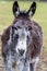 Portraiture of a donkey on green background