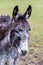 Portraiture of a donkey on green background