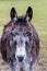 Portraiture of a donkey on green background