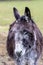 Portraiture of a donkey on green background