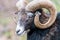 Portraiture of Mouflon, horned animal in the nature habitat, portrait of mammal with big horn
